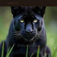 Profile photo for Les Panther