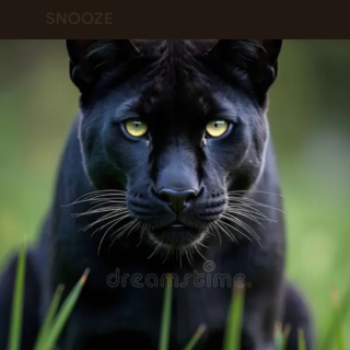 Profile photo for Les Panther