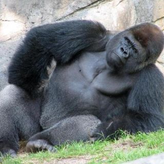 Profile photo for Stephen Bush