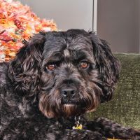 Profile photo for Alison Dunbar