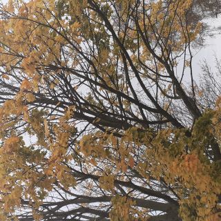 Profile photo for Zan ..