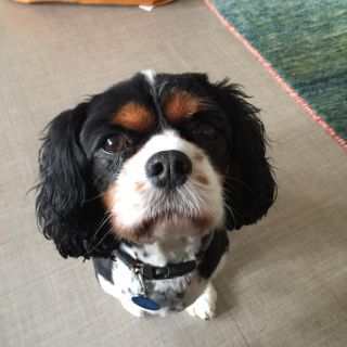 Profile photo for Helen Asplet 