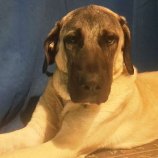 Profile photo for Ian Wiles