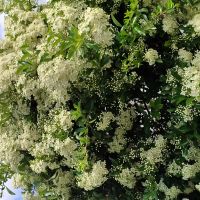 Profile photo for Rahima Rehman