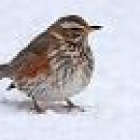 Profile photo for Elizabeth Thompson