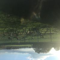 Profile photo for Carolyn  Hylton