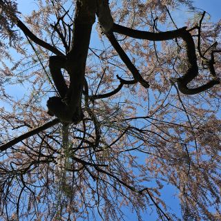 Profile photo for Humairaa Jasat