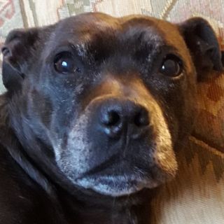 Profile photo for Carmel Loughney