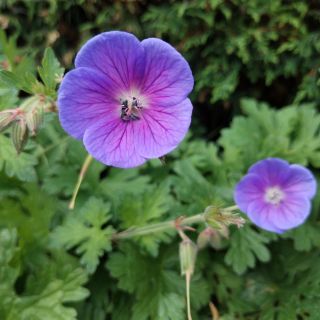 Profile photo for Caroline Arthur