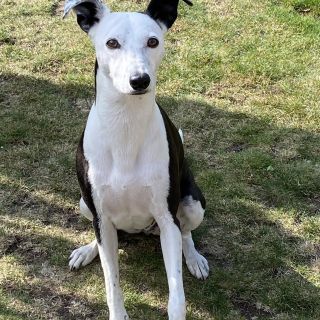 Profile photo for Lisa Johnstone