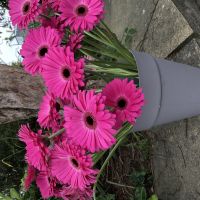 Profile photo for Sheila Greenwood