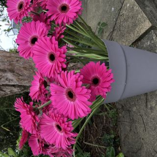 Profile photo for Sheila Greenwood