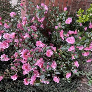 Profile photo for Shazia N