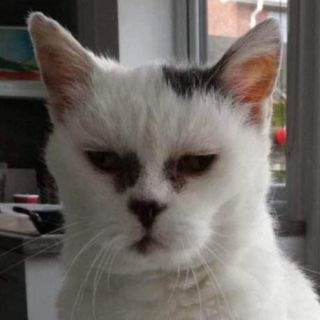 Profile photo for Sue Booth