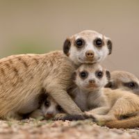 Profile photo for Les Panther