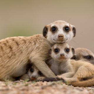 Profile photo for Les Panther