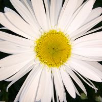 Profile photo for Colleen Craig