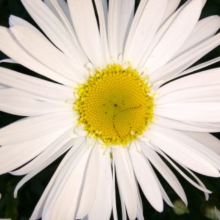 Profile photo for Colleen Craig