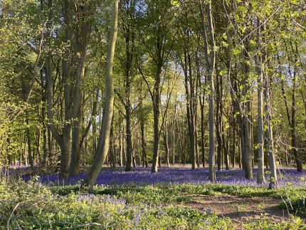 Let's Ride - Biking over the Bumps to Bluebells