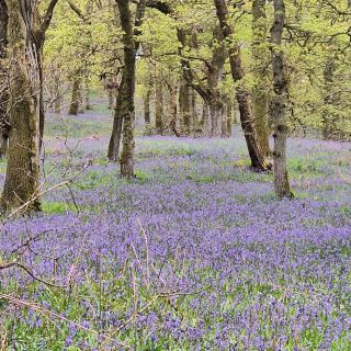 Profile photo for Barbara Cochran