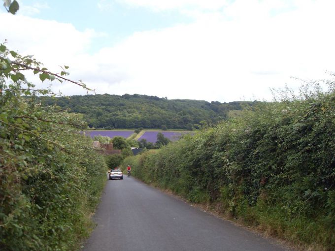 Lavender Fields in full bloom at Lullingstone Lavender Farm