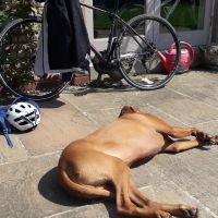 Profile photo for Gillian Allanson