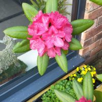 Profile photo for Gillian Johnston