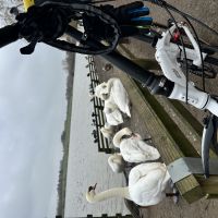 Profile photo for Chin Chong