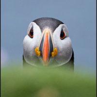 Profile photo for Alan Ryder