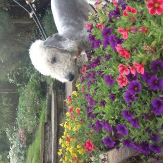 Profile photo for Janice Peart