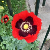 Profile photo for Allison Osborne