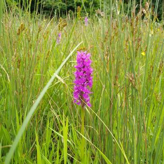 Profile photo for Rena Zhang