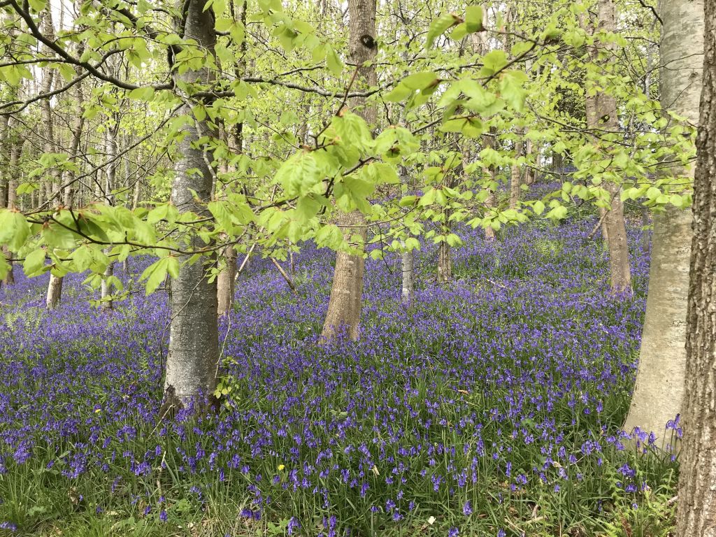 Let's Ride A Gentle Bluebell ride