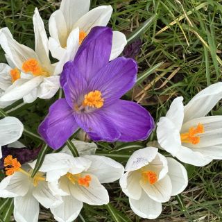 Profile photo for Susie Knowles