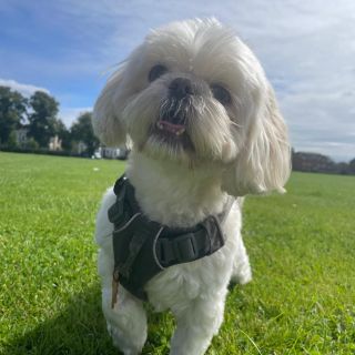 Profile photo for Susanna Hilton