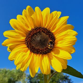 Profile photo for Linda Whelan