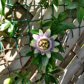 Profile photo for Anne Wallace