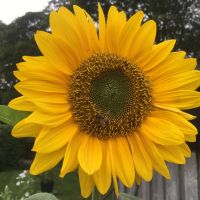 Profile photo for Elaine Hillyard 