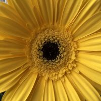 Profile photo for Emily  Webster 