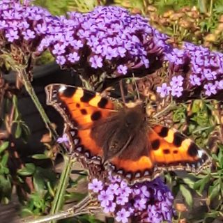 Profile photo for Sean shortiss