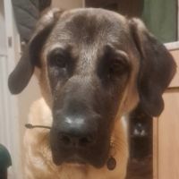 Profile photo for Ian Wiles