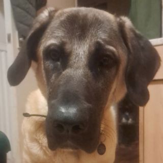 Profile photo for Ian Wiles