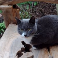 Profile photo for Jo Gibson