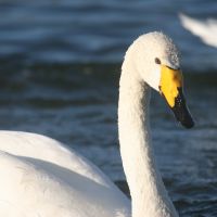 Profile photo for Jackie Harris