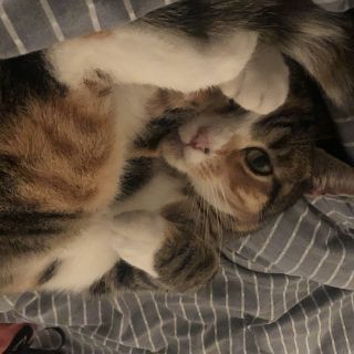 Profile photo for Lara wood