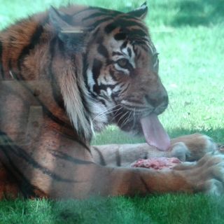 Profile photo for Amber Gladwin