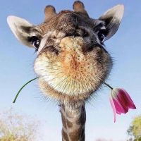 Profile photo for Rose Corbett