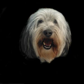 Profile photo for Stephen Hammerton