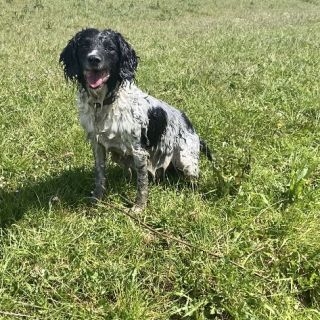 Profile photo for Ian Medlam