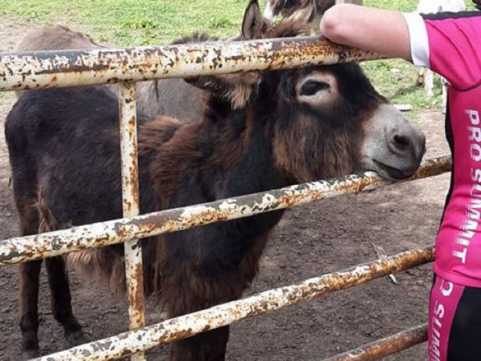 field full of donkeys near Cowpen Bewley park, couldnt resist a pat.